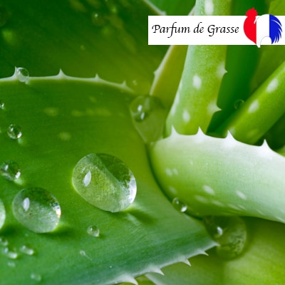 parfum aloe vera