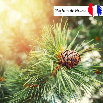 Parfum Pour Bougies - Pine