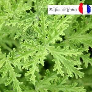 parfum citronnelle geranium