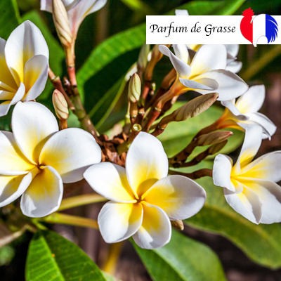 Parfum Fleur de Tiaré Monoï | Pour bougie et parfum d'ambiance - Cyor.fr