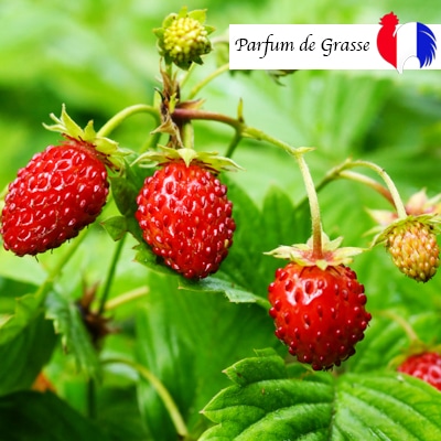 Parfum Fraise des bois  Pour bougie et parfum d'ambiance 