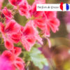 parfum geranium