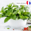 parfum menthe basilic