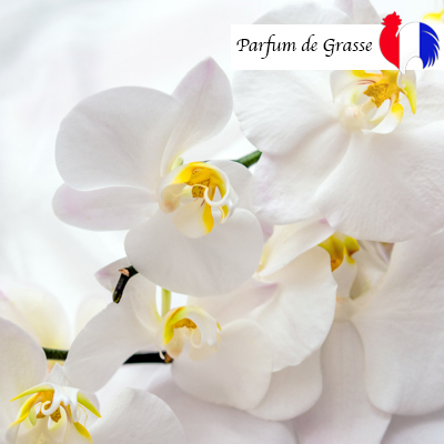 parfum Orchidee blanche